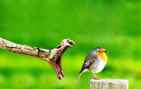 Змея ловит птицу