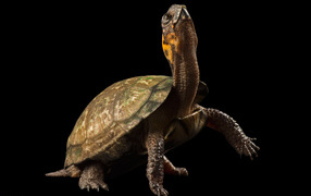 	   Turtle on a black background