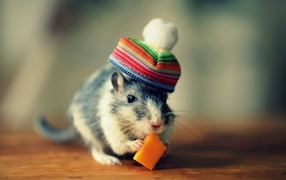 Мышка в шапке кушает сыр