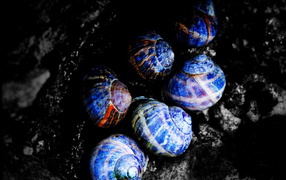 Синие улитки