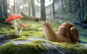 Улитка и мухоморы на камне