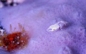 Прозрачное ракообразное животное