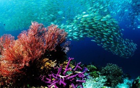 Стая мелких рыбешек на коралловом рифе