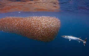 Большая рыба у косяка мелких рыб