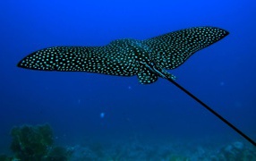 Черный скат стингрей