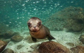 Калифорнийский морской лев
