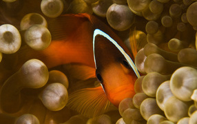 Коралловая  рыбка спряталась