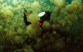 Водолаз в стае медуз