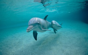 Дельфин с детенышем под водой