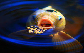 Рыба обедает