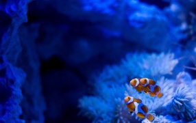 Рыбы на фоне голубых анемон