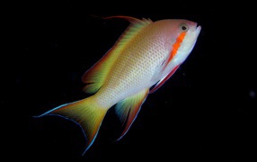 Рыба с оранжевой полосой у глаза