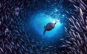 Галапагосский морской лев