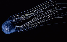 Светящаяся медуза