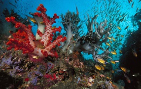 Золотые рыбки среди коралловых полипов