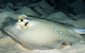 Серый скат на песчаном дне моря