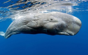 Касатка в голубой воде