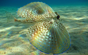 Большие плавники у рыбы