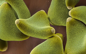 Жизнь под водой