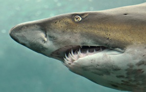 Морда свирепой акулы