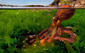 Осьминог в зарослях водорослей