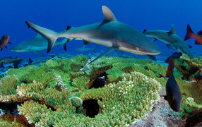 Рифовые акулы