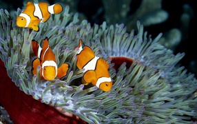 Морские анемоны на коралловом рифе