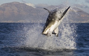 Акула в брызгах  воды