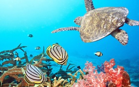 Черепаха в тропиках среди рыб