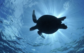 Черепаха в воде в лучах солнца