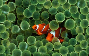 Две рыбки среди икры