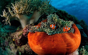 Подводная жизнь на коралловых рифах