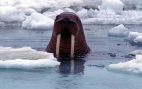 Морж в воде среди льдов