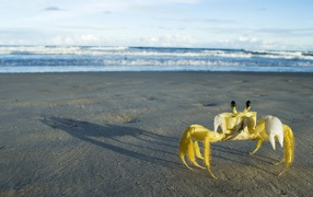 Желтый краб на берегу моря