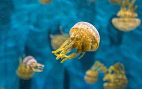 Желтая медуза в голубой воде