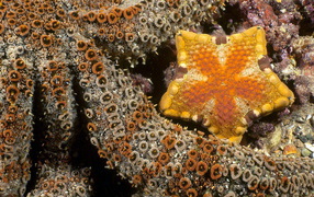 Осьминог и морская звезда