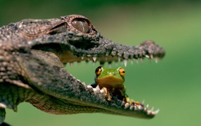 A frog sitting in the jaws of a crocodile