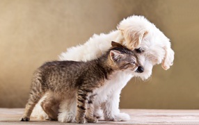 A kitten and a white Maltese puppy