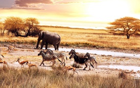 Animals in the savannah of Africa