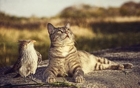Bird and cat looking up