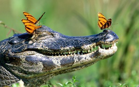 Бабочки на голове крокодила