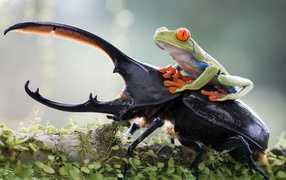 Frog riding on a horned beetle