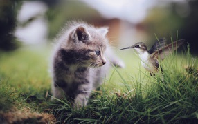 Hummingbirds and kitten in the grass