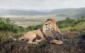 Ocelot Cat fondled the lion