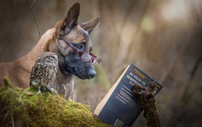 The dog and the owl reading a book
