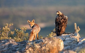 The eagle and fox hunting