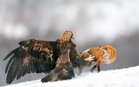 The eagle was attacked by a fox