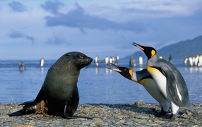 Two penguins with fur seal