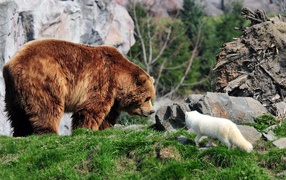 Белая лиса и медведь