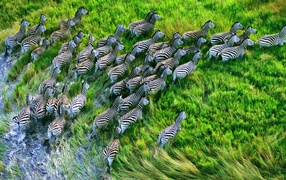 Стадо зебр бежит по траве
